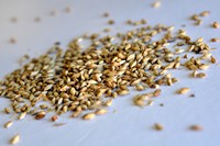 Aromatic (Ch�teau Abbey) (Belgian)